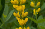 Yellow wild indigo